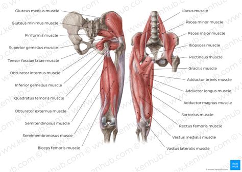 Hip and thigh muscles | Muscle diagram, Thigh muscles, Hip muscles