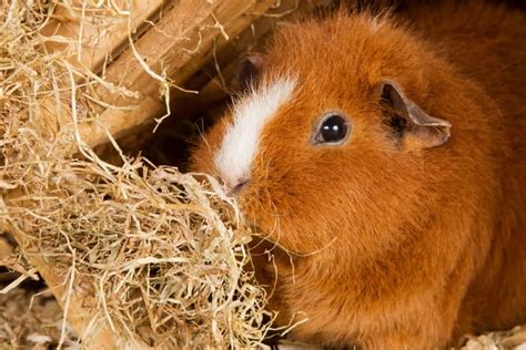 Best Hay for Guinea Pigs? Which Hay to Choose for Your Cavies | Animallama