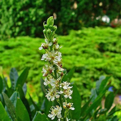 Prunus laurocerasus 'Schipkaensis', Cherry laurel 'Schipkaensis' in GardenTags plant encyclopedia