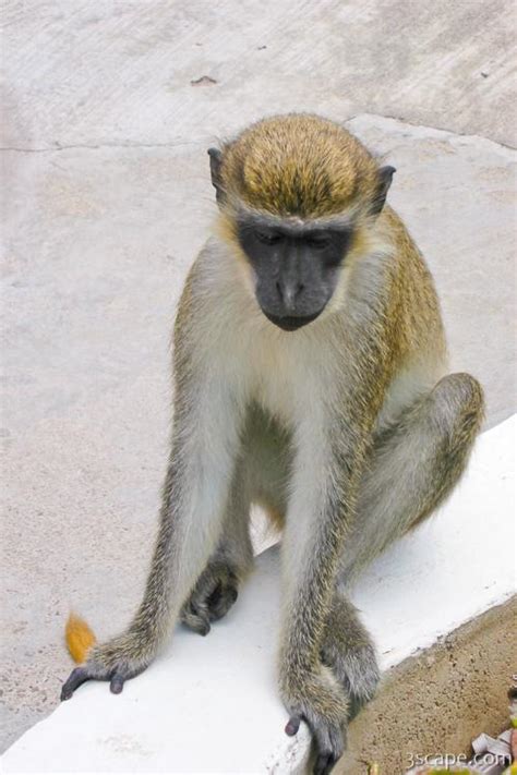 African Green Vervet Monkey Photograph by Adam Romanowicz