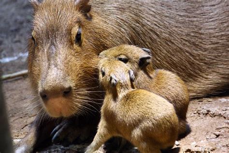 Baby Capybaras Born in The RainForest at Cleveland Metroparks Zoo - ZooBorns