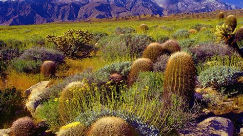 Cacti are blooming across desert now