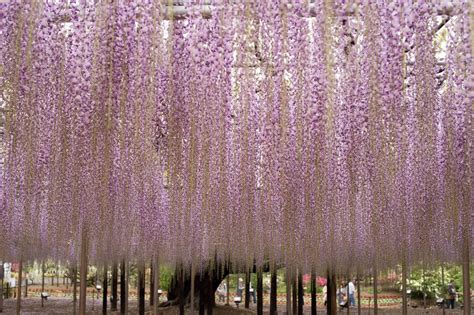 Wow! Beautiful Wisteria Vine Flowering Plant - ALLRefer