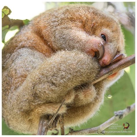 Featured species: Silky Anteater (Cyclopes didactylus)