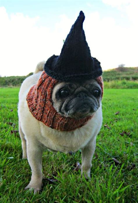 10 Pug Halloween Costumes - Best Dog Halloween Costumes