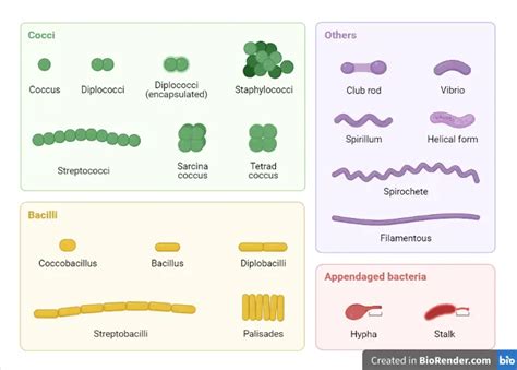 Classification of Bacteria • Microbe Online