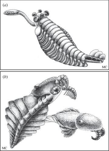 Extraordinary fossils reveal the nature of Cambrian life: a commentary ...