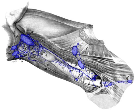 Figure 16: Medial Retropharyngeal Lymph Nodes and Cervical Lymph Nodes ...