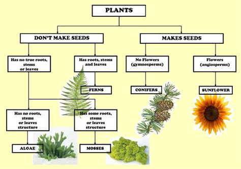 Classifications of flowering and non flowering plants