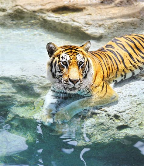 Bengal Tiger Near The Water Stock Images - Image: 10772524