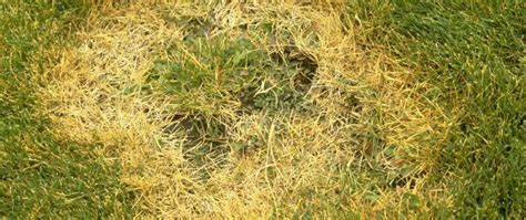 Identifying, Fighting and Preventing Lawn Diseases