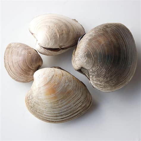 Hard Shell Clams — Products | Pangea Shellfish Company