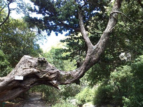 YellowWood Tree: Pictures, Photos, Facts on Yellowwood Trees