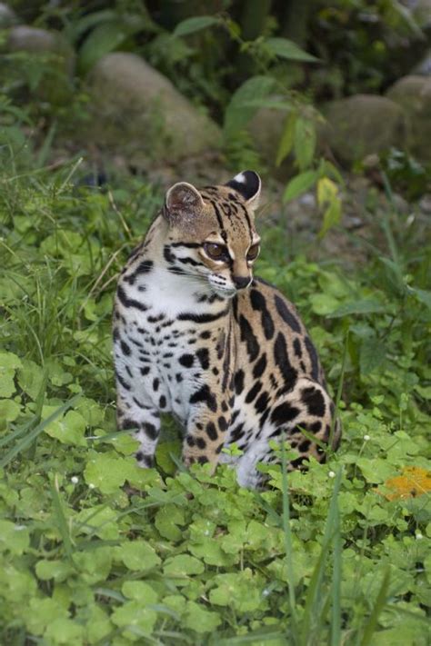 Cloud Forest: Animals In Monteverde Cloud Forest