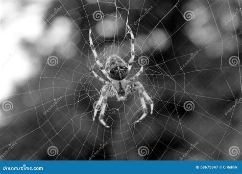 Cross Orbweaver Spider stock image. Image of orbweaver - 58675347