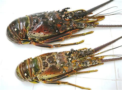 Caribbean Lobster (Nicaraguan) | Wild Oceans