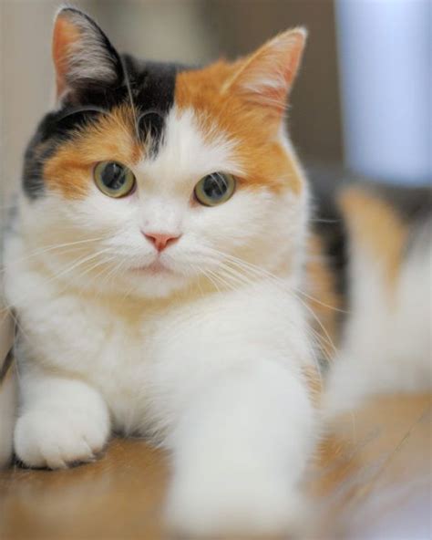 Calico Cat Breeds | The Tri-Color and Gorgeous Cat - Cats In Care