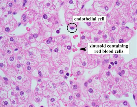 Liver Histology Hepatocytes