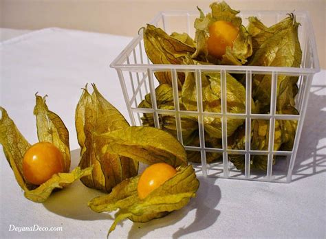 Physalis - Exploring new tastes - DeyanaDeco.com