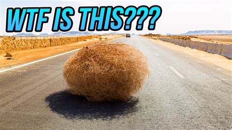 So What Actually is a Tumbleweed, Anyway, And How Did it Become Associated with the American West?