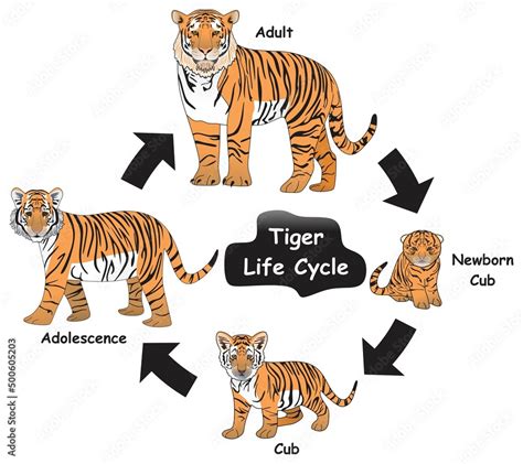 Life Cycle Tiger Facts | Hot Sex Picture