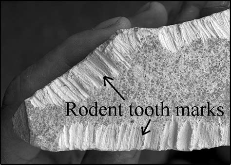 Rodent tooth marks on a dense zeolitic rhyolite tuff. Sample from a ...