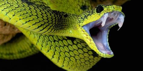 The most venomous snakes – Top 10 | DinoAnimals.com