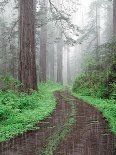 Forest Rain Mobile Wallpaper Walking In The Rain, Singing In The Rain ...