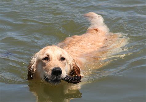 Golden Retriever Swimming 3 Free Photo Download | FreeImages