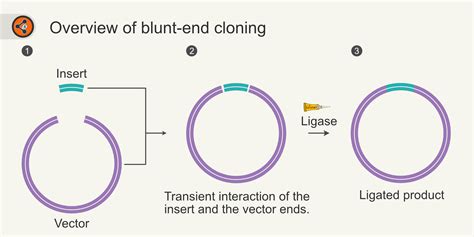 Blunt-end cloning: Ultimate guide - Sharebiology