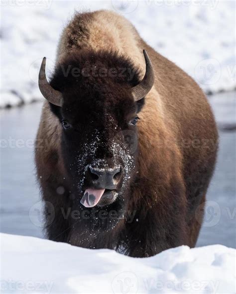 American Bison, Yellowstone National Park. Winter scene. 6749402 Stock ...