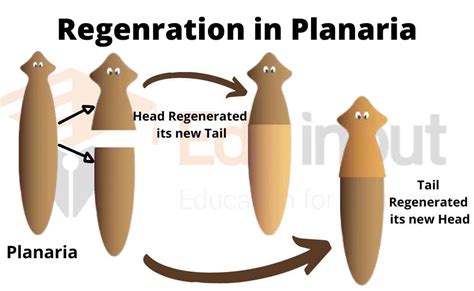 Types of Regeneration | Regeneration in Planaria | Regeneration in Salamander