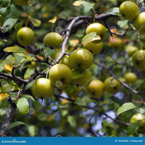 Wild American Crab Apples on the Tree Stock Photo - Image of healthy ...