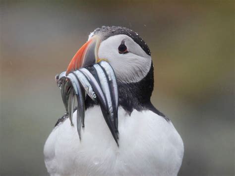 Threatened seabirds may have ‘lifeline’ with potential sandeel fishing ...