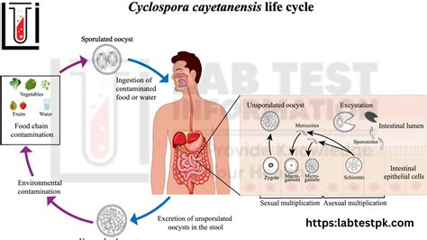 Cyclosporiasis Disease Symptoms, Risk | Lab Test Information