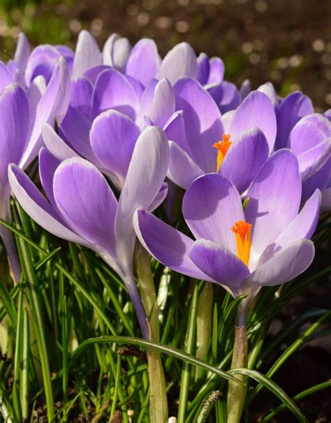 Buy Crocus vernus 'Vanguard' (Dutch crocus) – Stinzenplant - De Warande ...