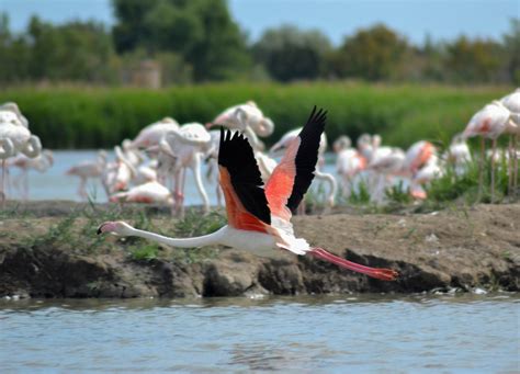 Camargue National Park: Flamingos and Wild Horses in Provence