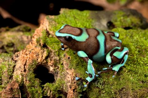 Dendrobates auratus ”bronze” - Rana Terrarienbau