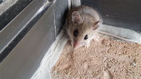 Coquitlam Wildlife Control : Why Do Mice Squeak?