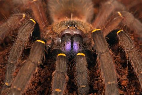 8 Incredible Facts About Tarantulas