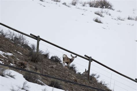 Rare ‘inverted’ snowpack magnified winter’s heavy toll on wildlife