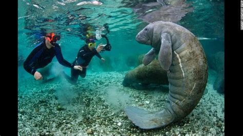 Manatees may move from endangered to threatened - CNN.com