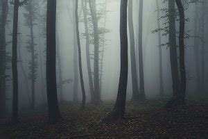 Fantasy forest with thick fog | High-Quality Nature Stock Photos ~ Creative Market