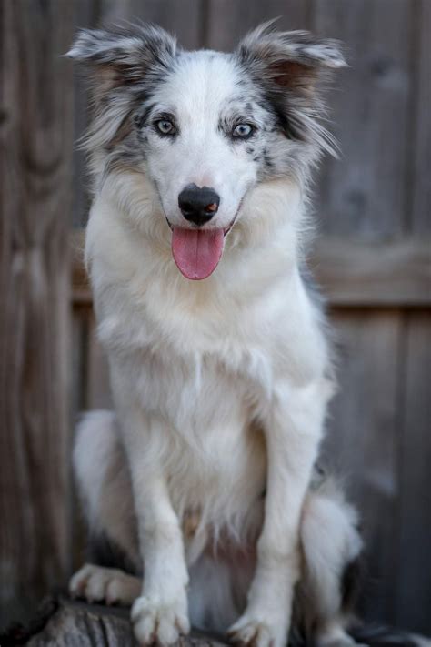 Rare Border Collie Colors & Patterns - Merle, Slate, Sable & More!