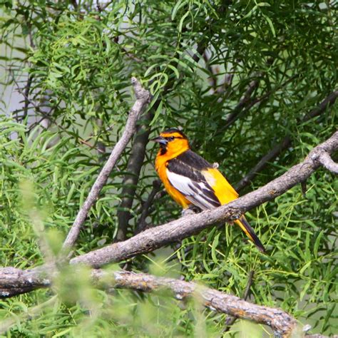 Bullock's Oriole | John Glover | Flickr