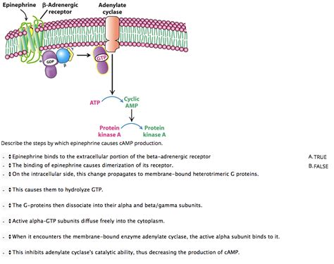 Epinephrine B-Adrenergic Adenylate cyclase receptor | Chegg.com