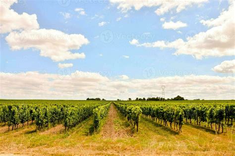 Background with a vinery 23274803 Stock Photo at Vecteezy