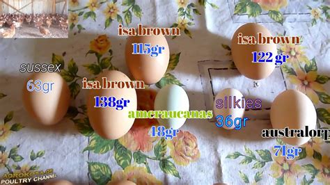 EXTRA extra large eggs 115-138 g (4-5 oz) , From Isa Brown Hybrid Hens ...