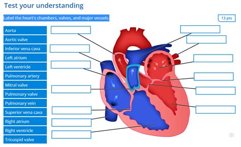 Solved Test your understanding Label the heart's chambers, | Chegg.com