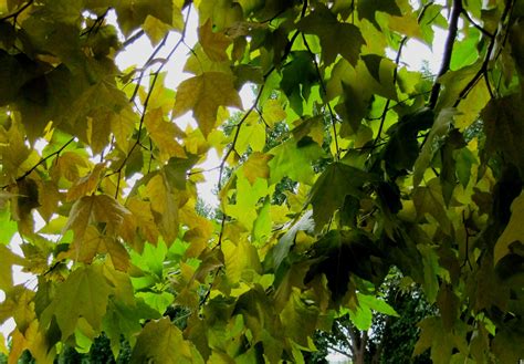 Bright Green Tree Leaves Free Stock Photo - Public Domain Pictures